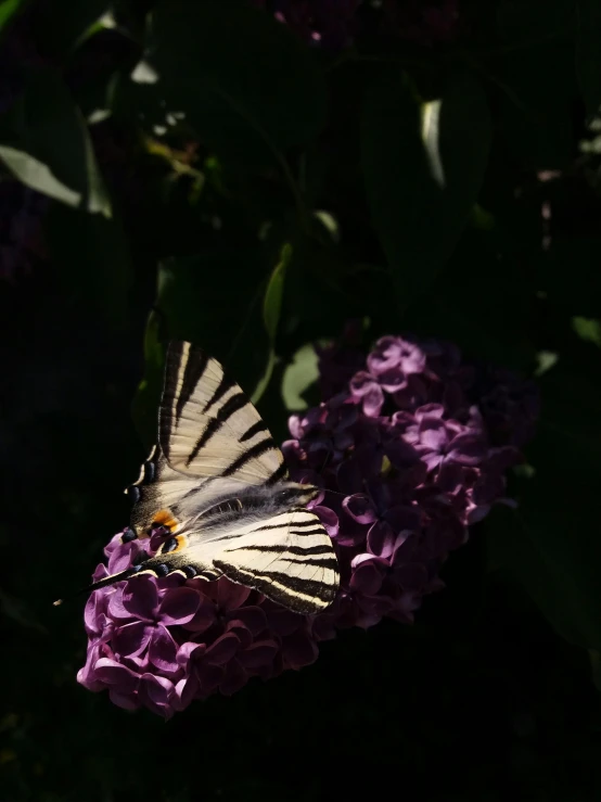 a erfly is perched on a purple flower