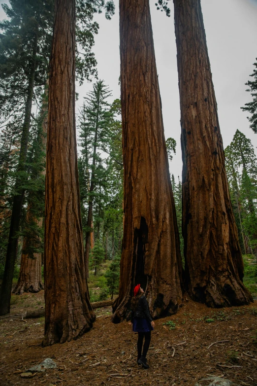 a person is walking in the woods among a lot of trees