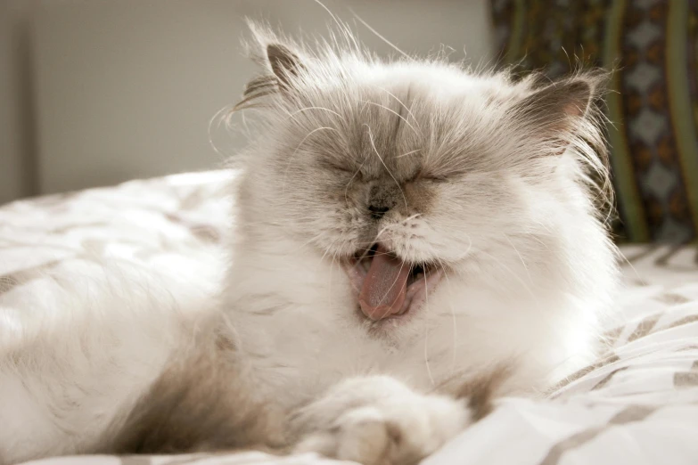 an adult persianese cat yawning on a bed