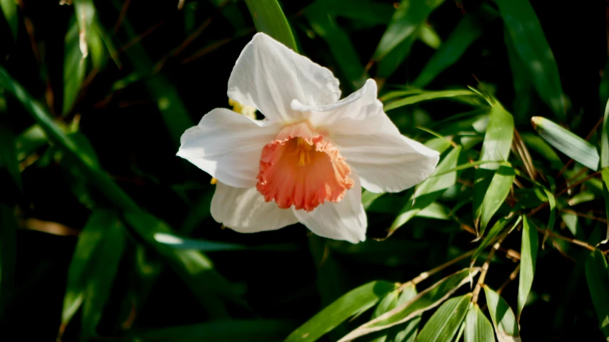 a white and orange iris blooming among some green