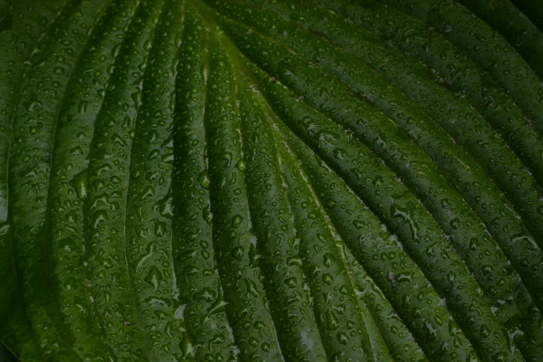 a large green leaf with droplets on it