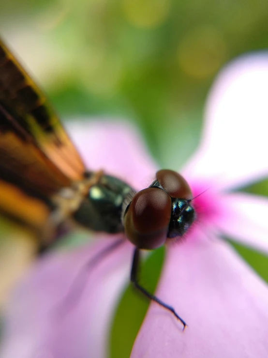 a fly is resting on the tip of a pink flower