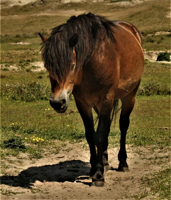 the brown horse is walking in the dirt