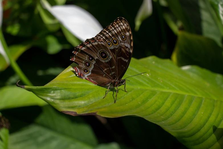 a small brown erfly with two different wings on a green leaf