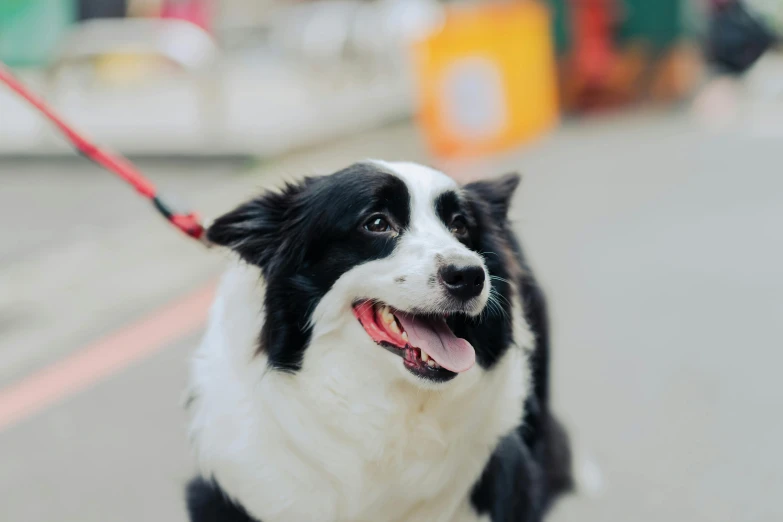 a black and white dog on a leash