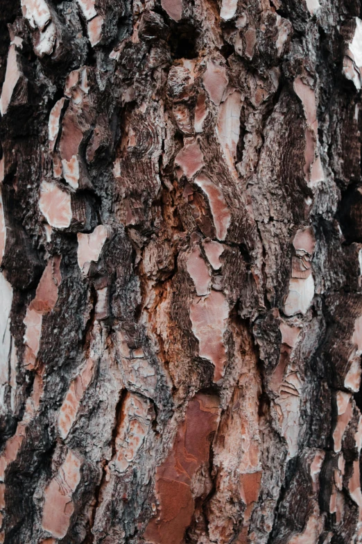 a red squirrel sitting in the middle of a tree