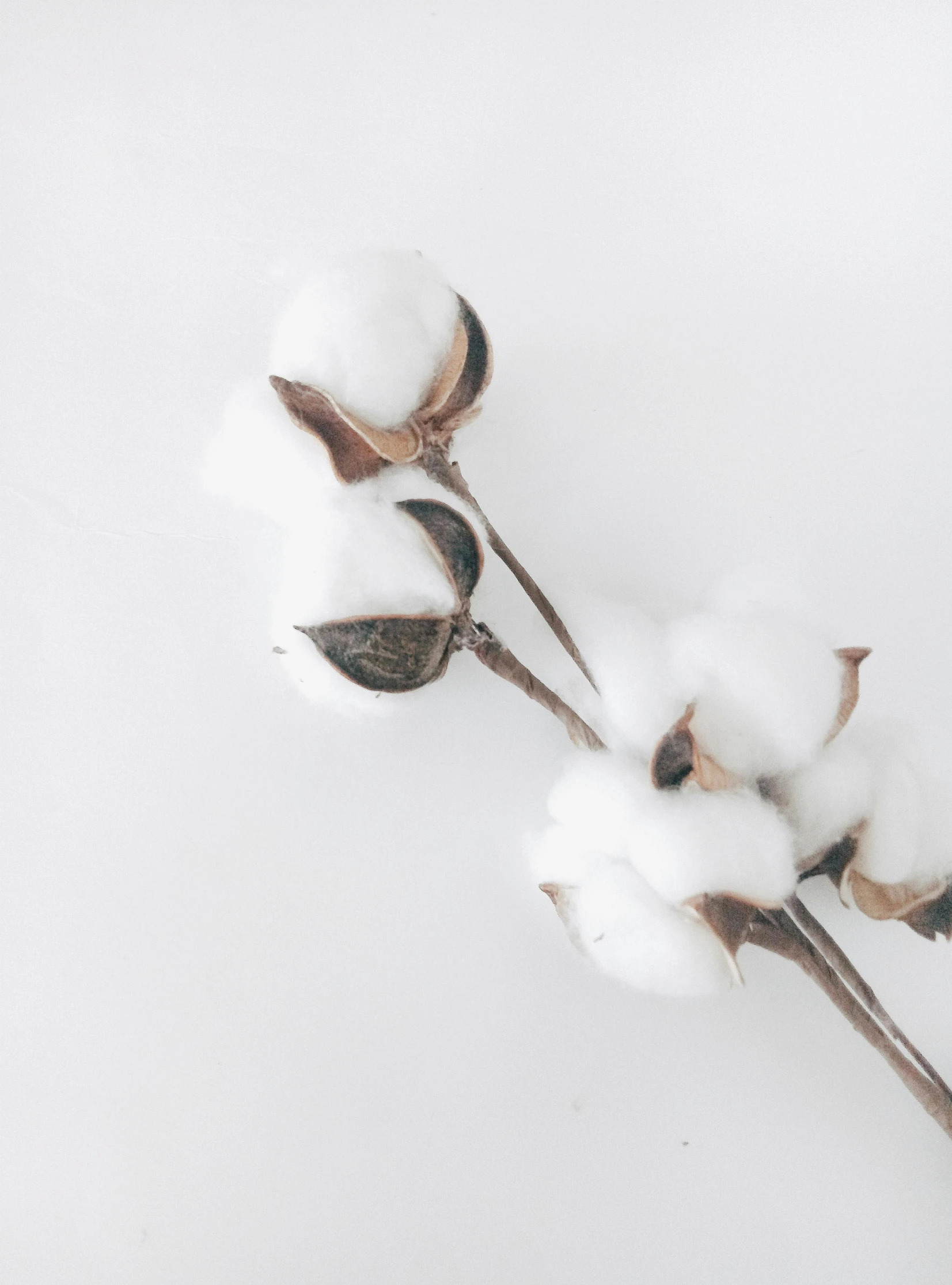 cotton in the snow with its flecks still