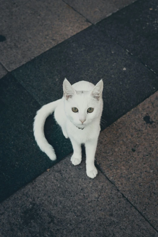 a white cat is standing on the street