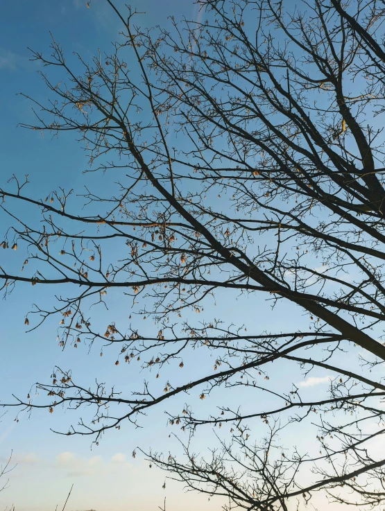 a view from outside a building with leaves and nches