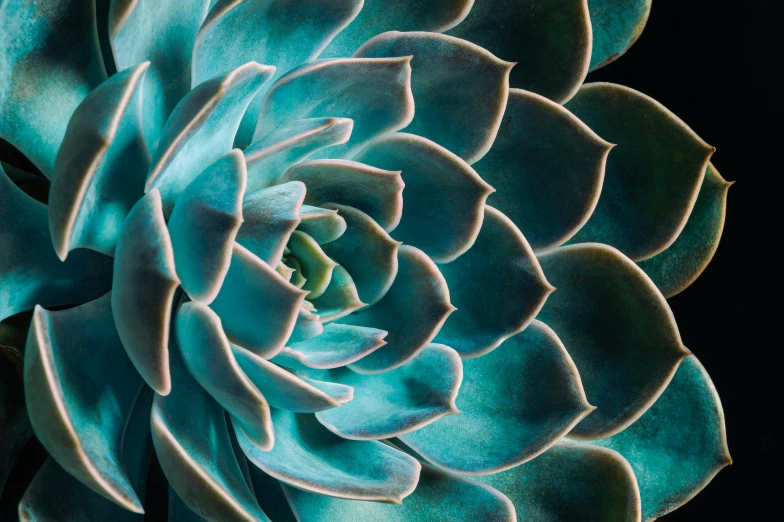 a close up po of a blue flower