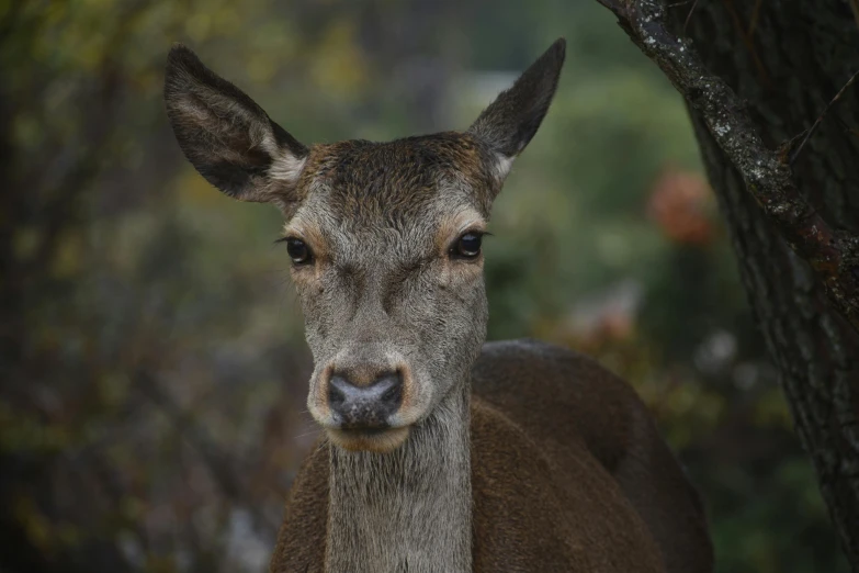 the young deer is looking at the camera