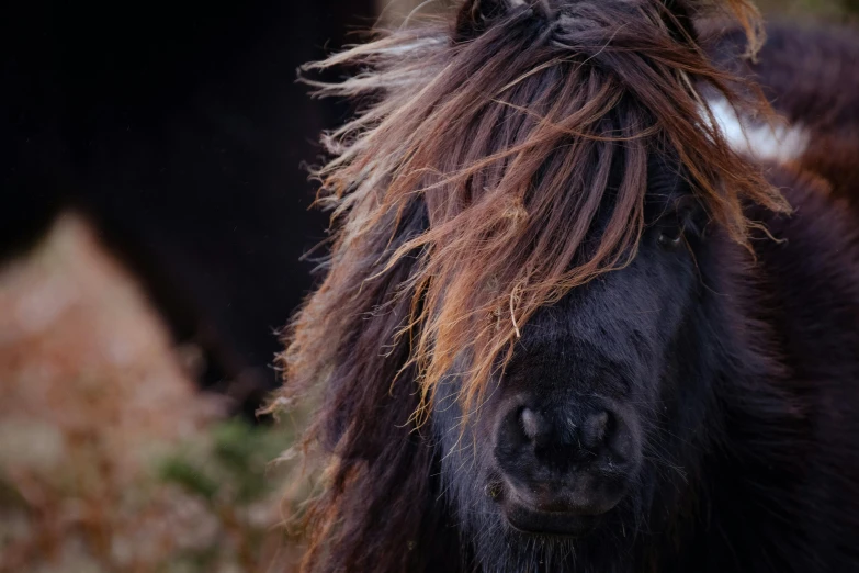 a gy brown cow in a field with a horse behind it