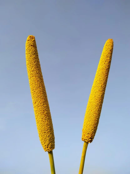 two large yellow flowers are in the air