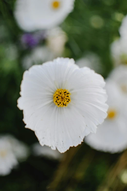 a white flower with yellow center surrounded by white flowers