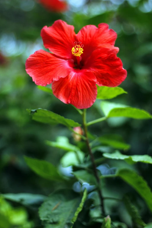 a bright red flower in the middle of a leaf filled forest