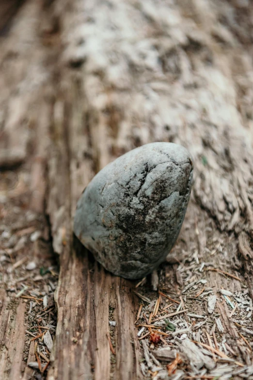 small rocks sitting on the side of a tree trunk