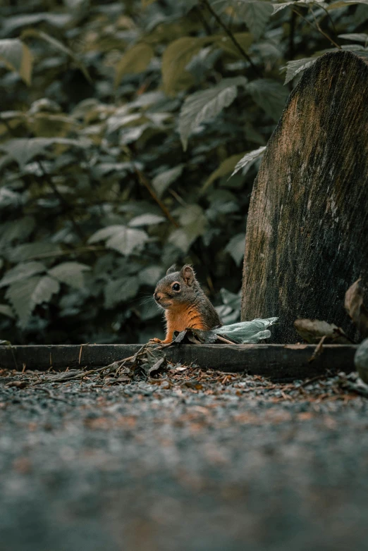 a chipmun is sitting on top of a tree