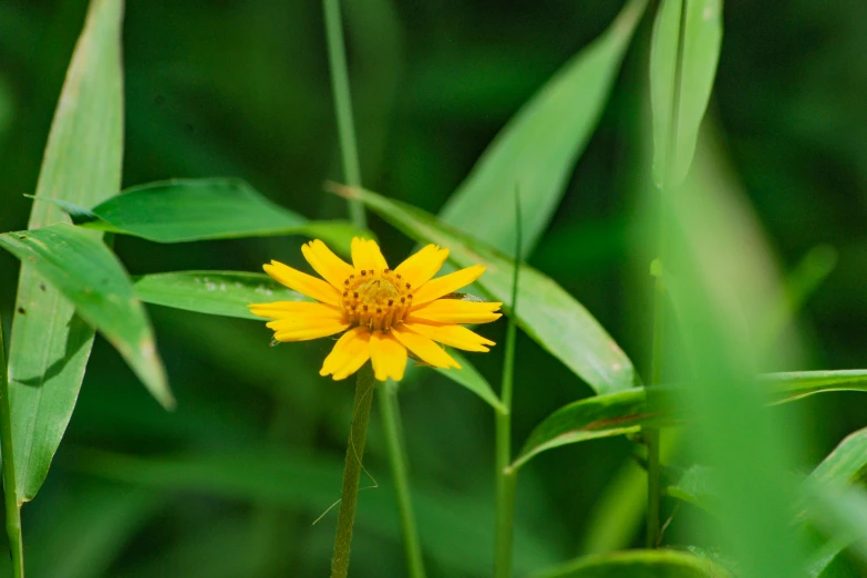 this is a small flower that is blooming on the side of a grassy hill