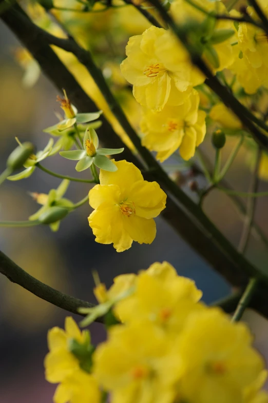 yellow flowers blooming on the nches of tree