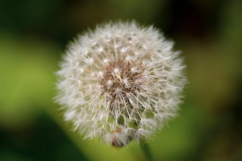 a dandelion is pographed from the top, in front of a blurred background