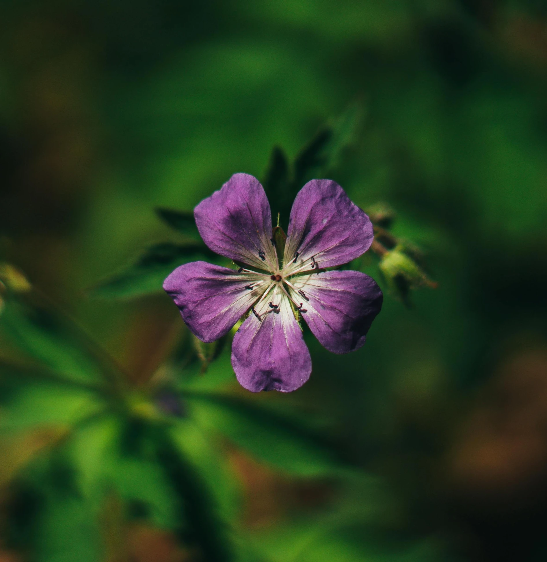 a purple flower with some green leafs in the background