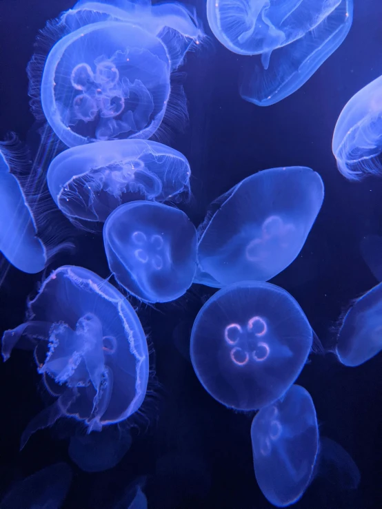 small jellyfish swimming in a dark pond