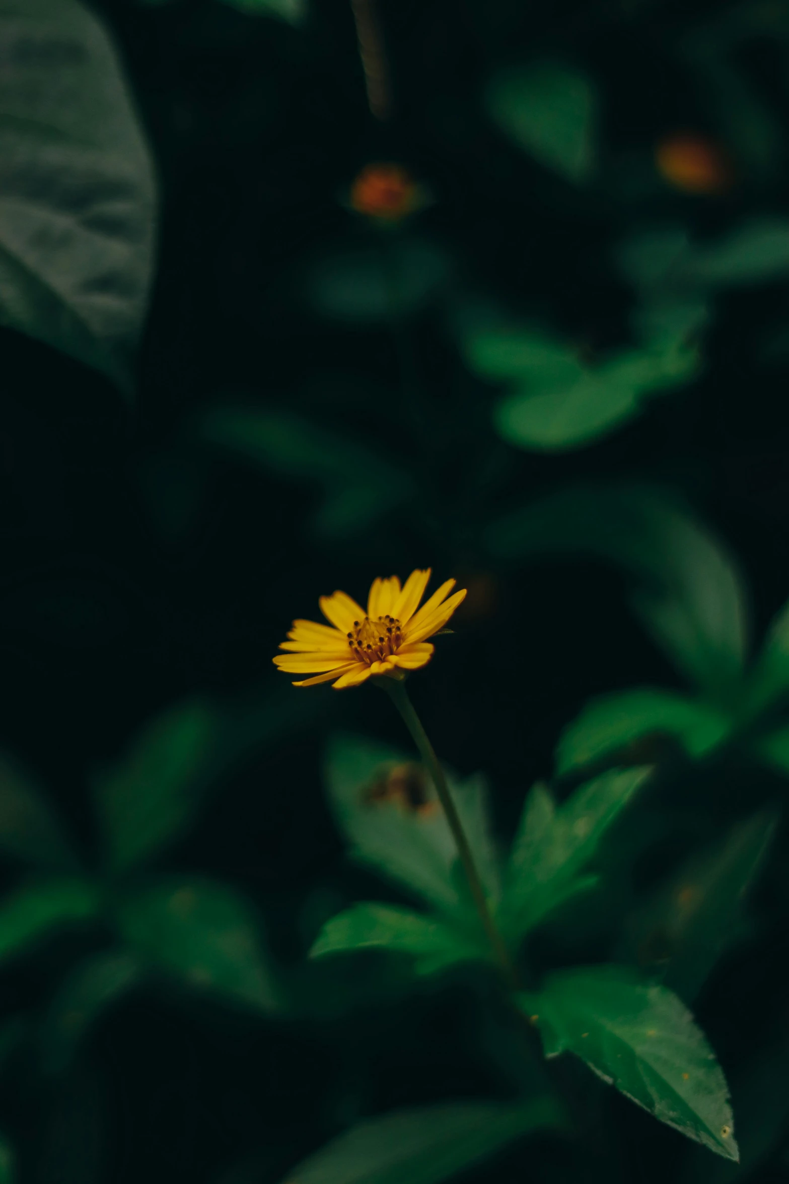 small flower with yellow petals stands alone among many leaves