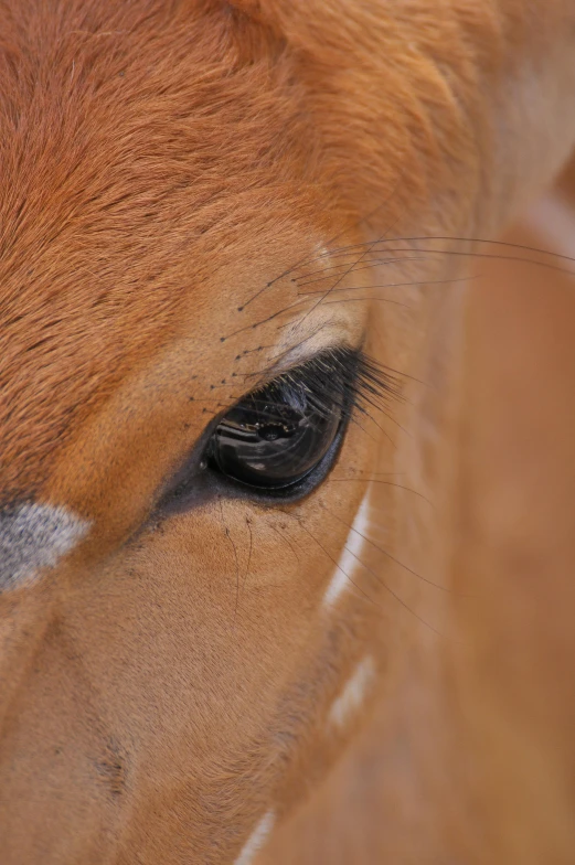 this is an animal that appears to be looking directly at the camera