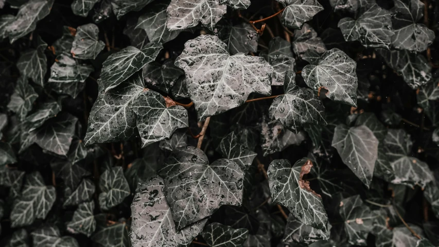 large green leafy plant with grey leaves