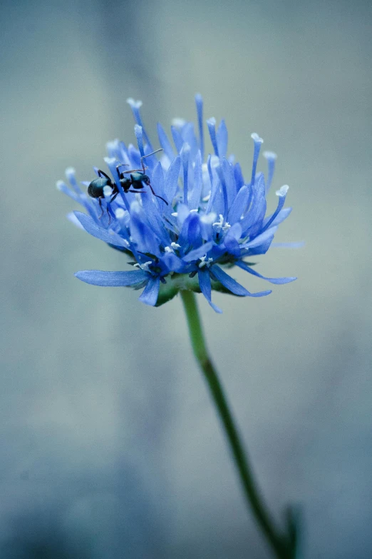 small anthoine flies on an onion flower in blue