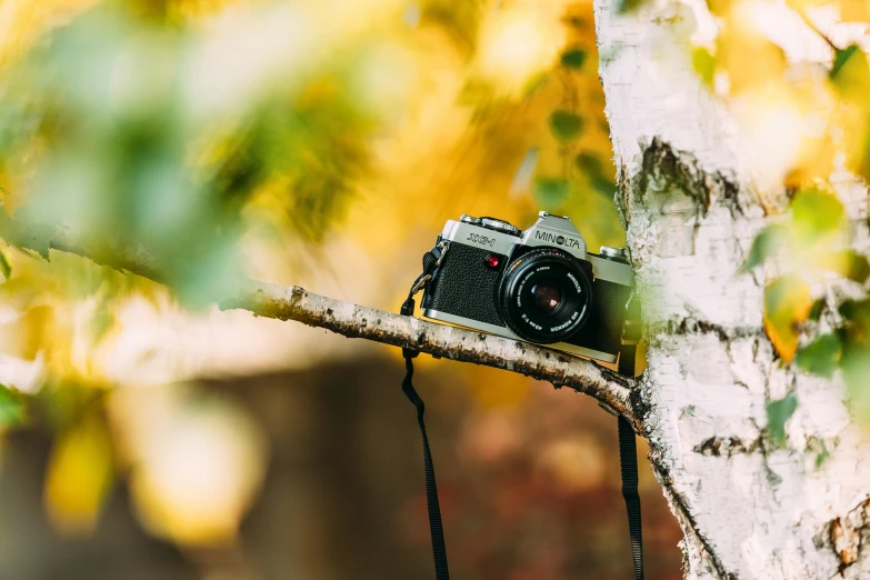 a black and white po of a camera hanging off a tree nch