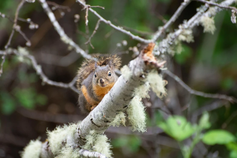 a squirrel sitting on top of a tree nch