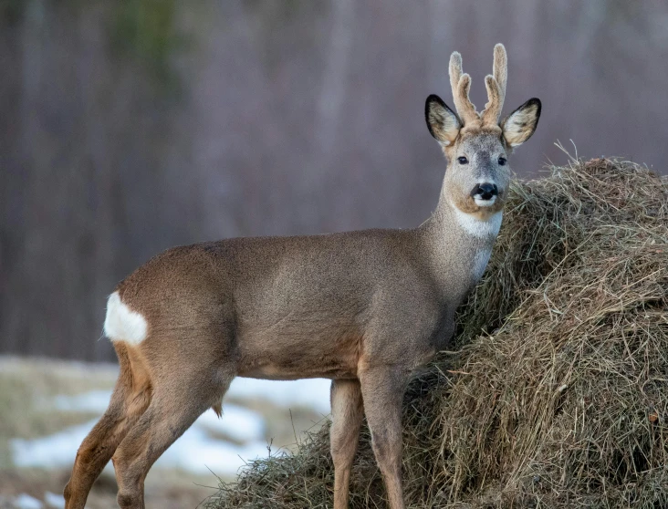 a small animal stands next to a hay bale