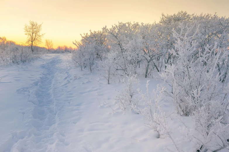 a road that is lined with snow and bushes