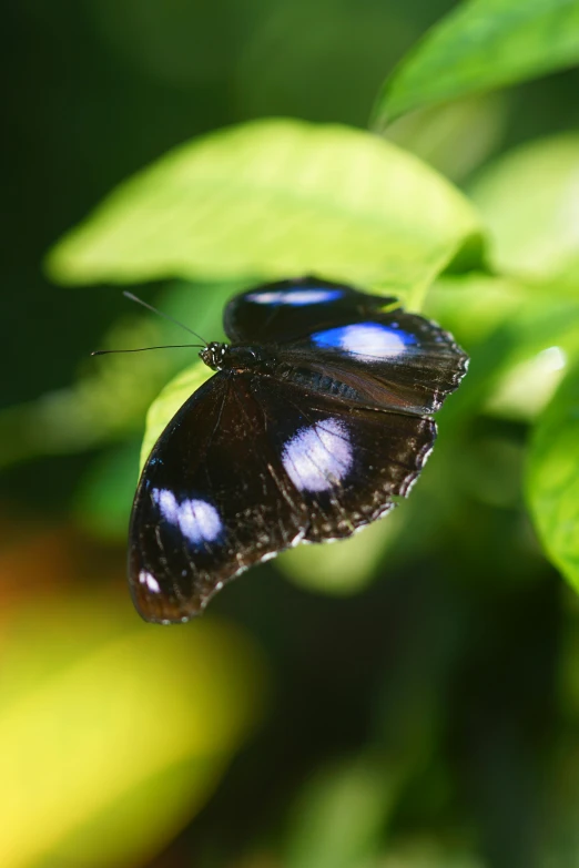 blue and white erfly resting on a green leaf