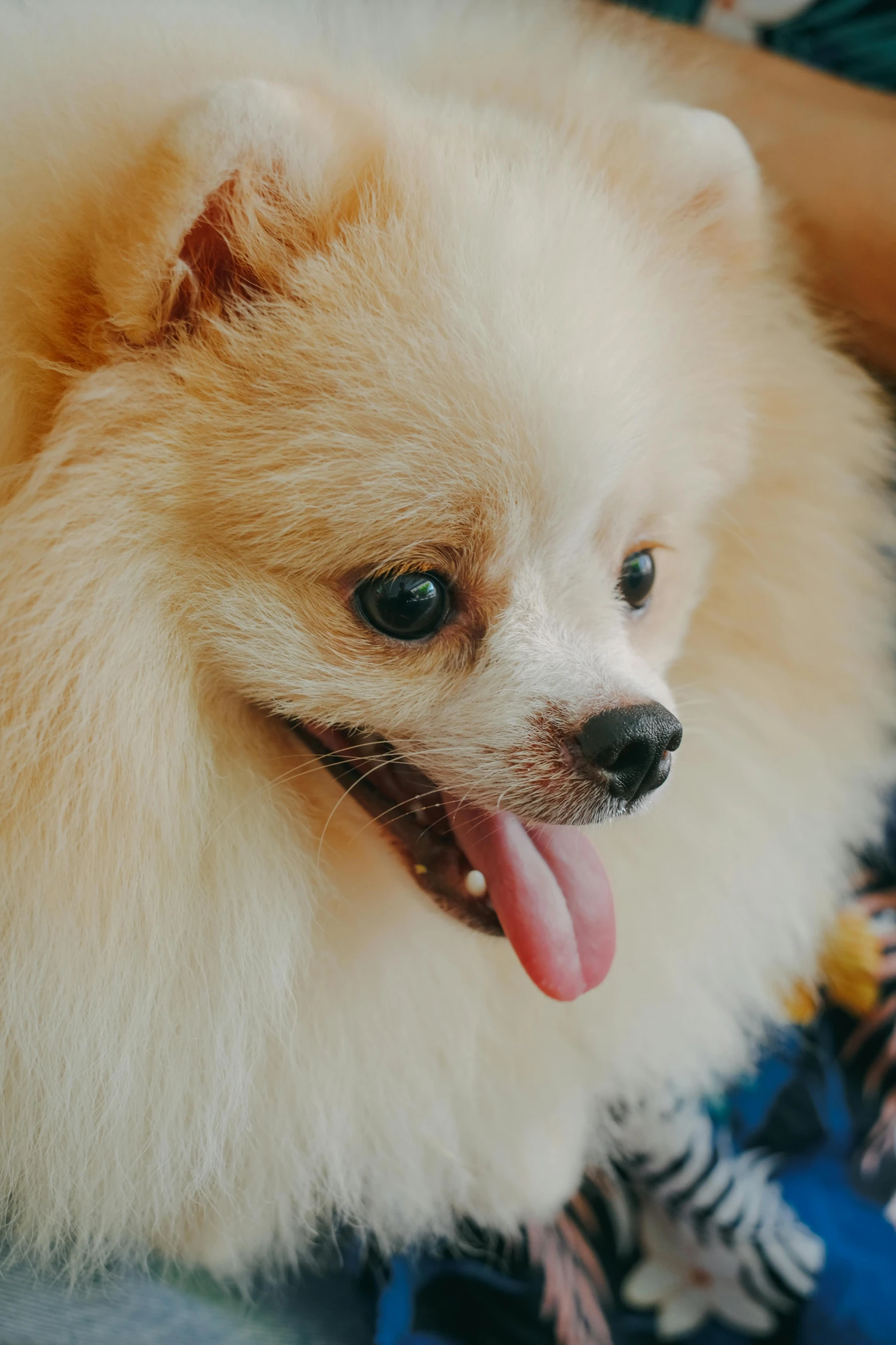 a pomeranian puppy with its tongue out looking over the edge