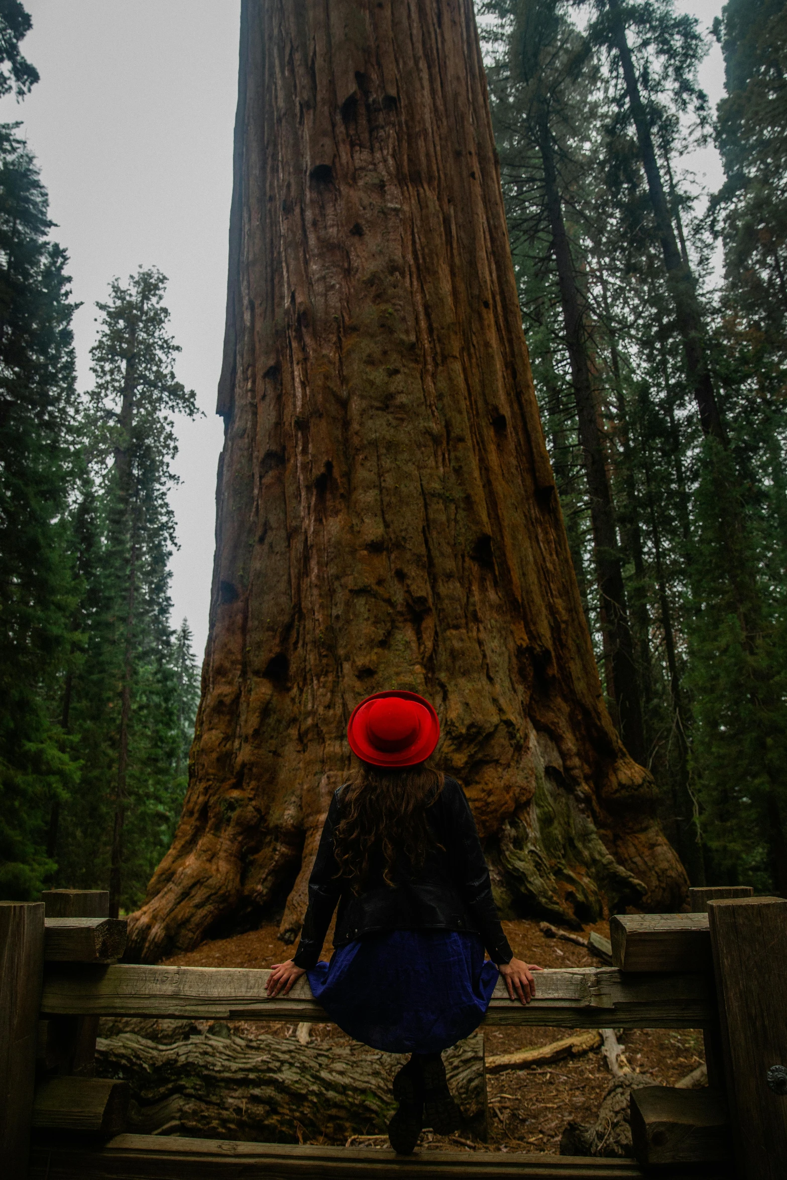 woman wearing red hat sitting in front of huge tree