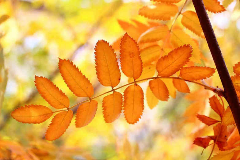 leaves of an autumn tree in the sunlight