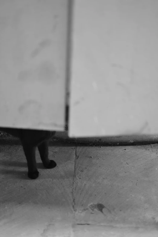the black cat is peering through the corner