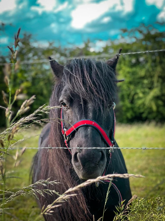 a black horse with a red blinder looking through a barbed wire fence