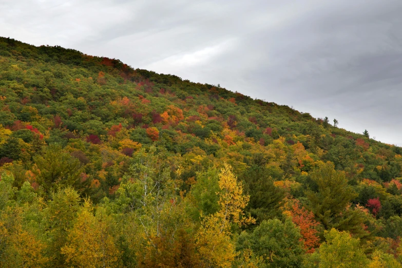 trees in the fall on a steep slope