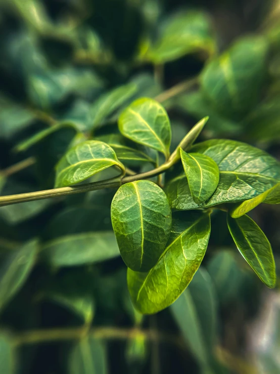 the green leaf of the tree is clearly visible