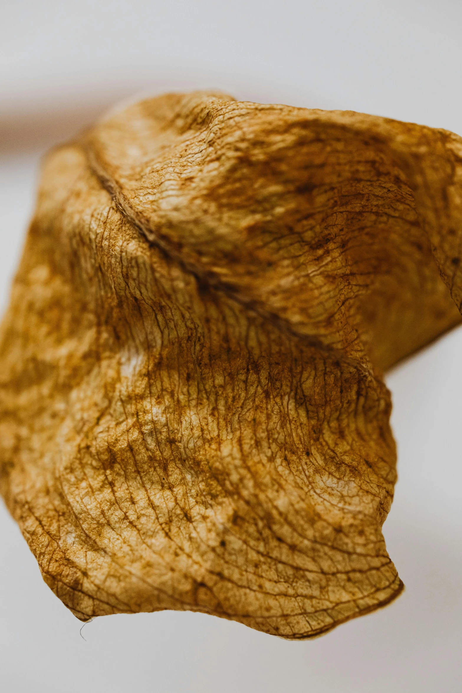 two brown, yellow and white pographs of a leaf