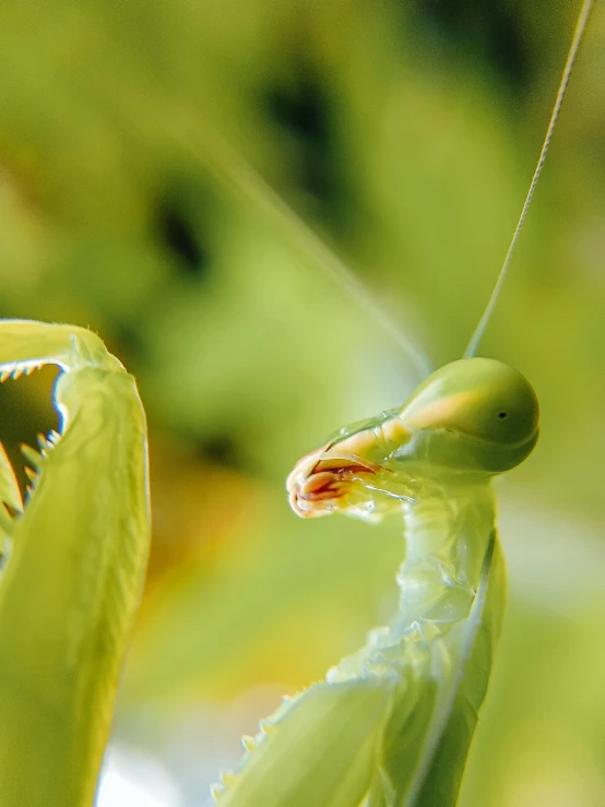 praying mantisser in the grass in front of green leaves