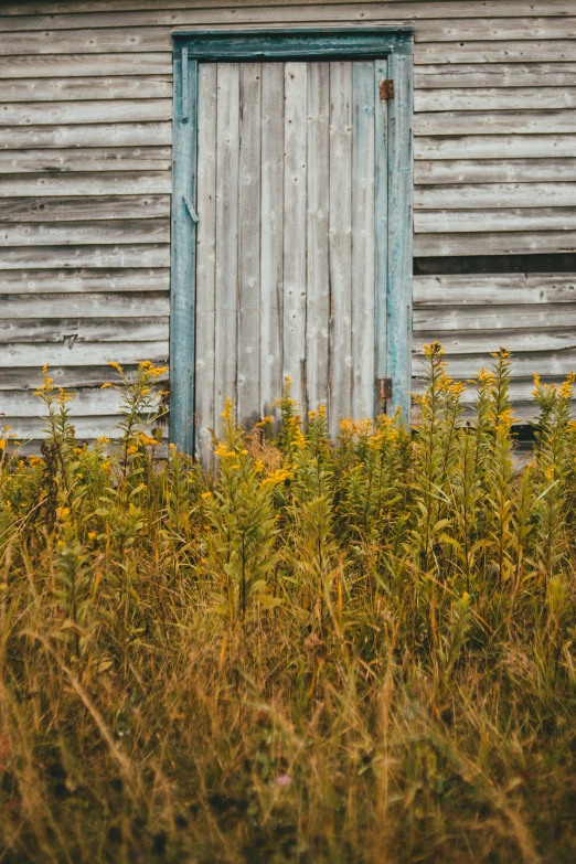 a old shed with grass and weeds and a wooden door