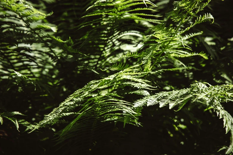 the back side of green fern leaves