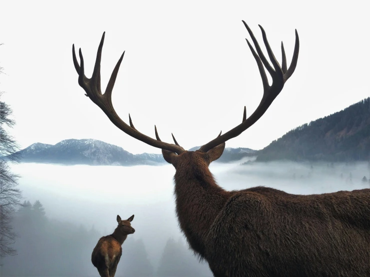 two large antelopes look into the distance with fog in the valleys