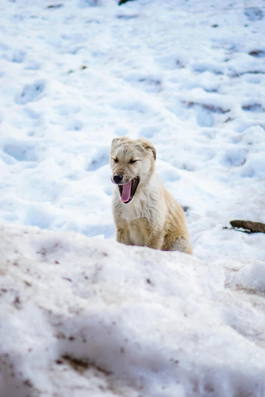 the dog is having a blast in his mouth