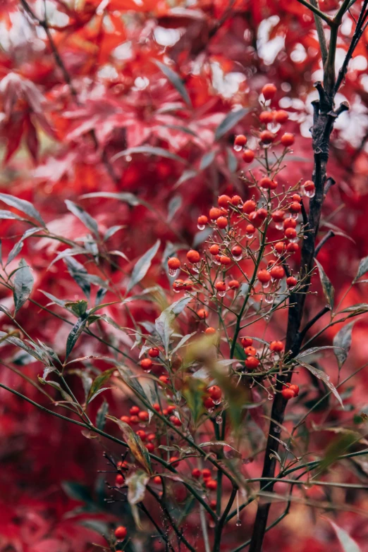 red berries on a tree nch with trees in the background