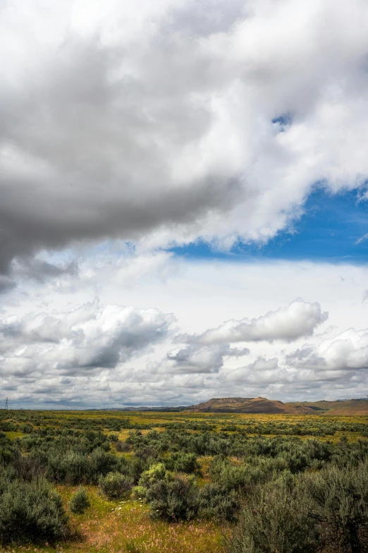 an area with green bushes and clouds in the sky